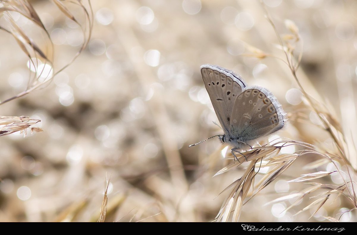 Çokgözlü Toros mavisi, Polyommatus isauricus, (Staudinger, 1871) Temmuz 2021 Emlice Niğde. #butterfly #trakel #wildlifephotography