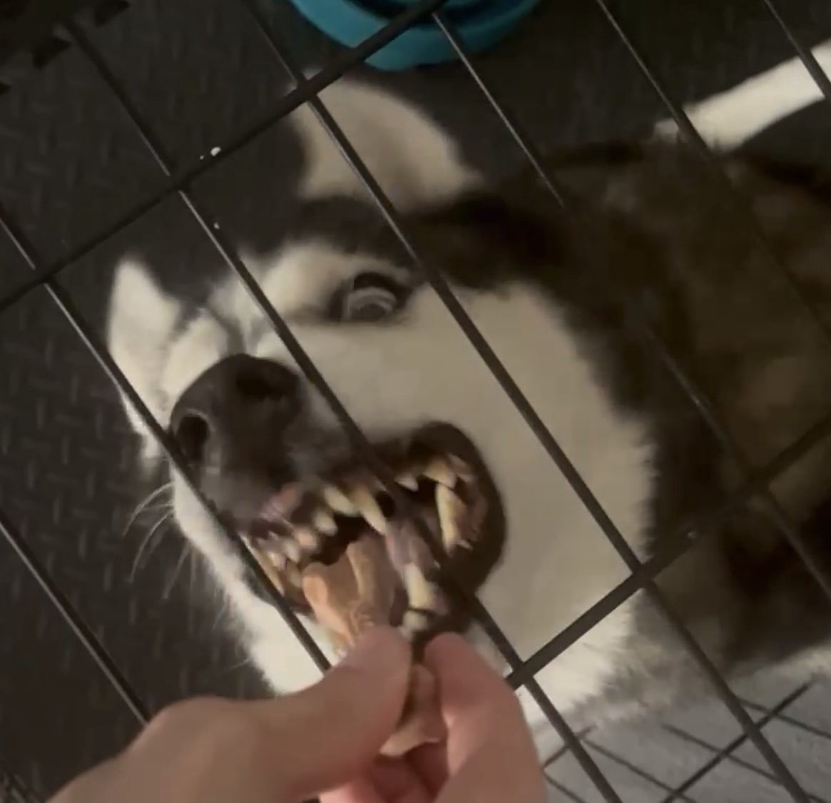 SnowcapMt's tweet photo. @snow_amami You’d have to do something pretty crazy after to make me regret it but sure look at my dog https://t.co/kczPzG4jsZ