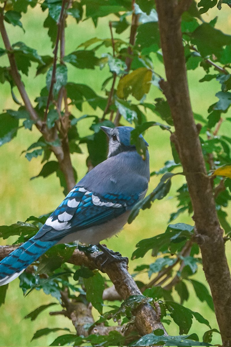 miririri_nyaa's tweet image. u eat so goddamn much but i forgive you bc you're cute 🥺