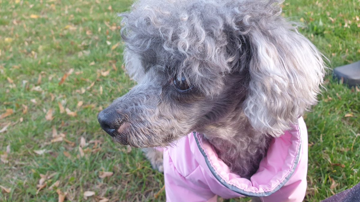 Vor wenigen Minuten ist meine liebe Gassi- Freundin Lotti über die 🌈 Brücke gegangen... Sie wurde 15 Jahre alt. 

Wie soll es ohne die freundliche kleine Dame mit ihrem Trippelschritten sein, wenn ich spazieren geh. 

LOTTI wir werden Dich vermissen!
Ich LIEBE Dich😢😢😢