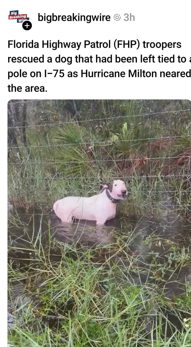 MolliesMama_'s tweet image. OK, I had to post this very sad and disturbing pic of this dog left tied to a post off I-75 down by Tampa, Sarasota, FL area, where this monster Hurricane Milton 🌀 is going to touched down. Because this is horrific!! I'm so mad, I'm spitting needles 🪡 😤 between tears 😢 😭 .…