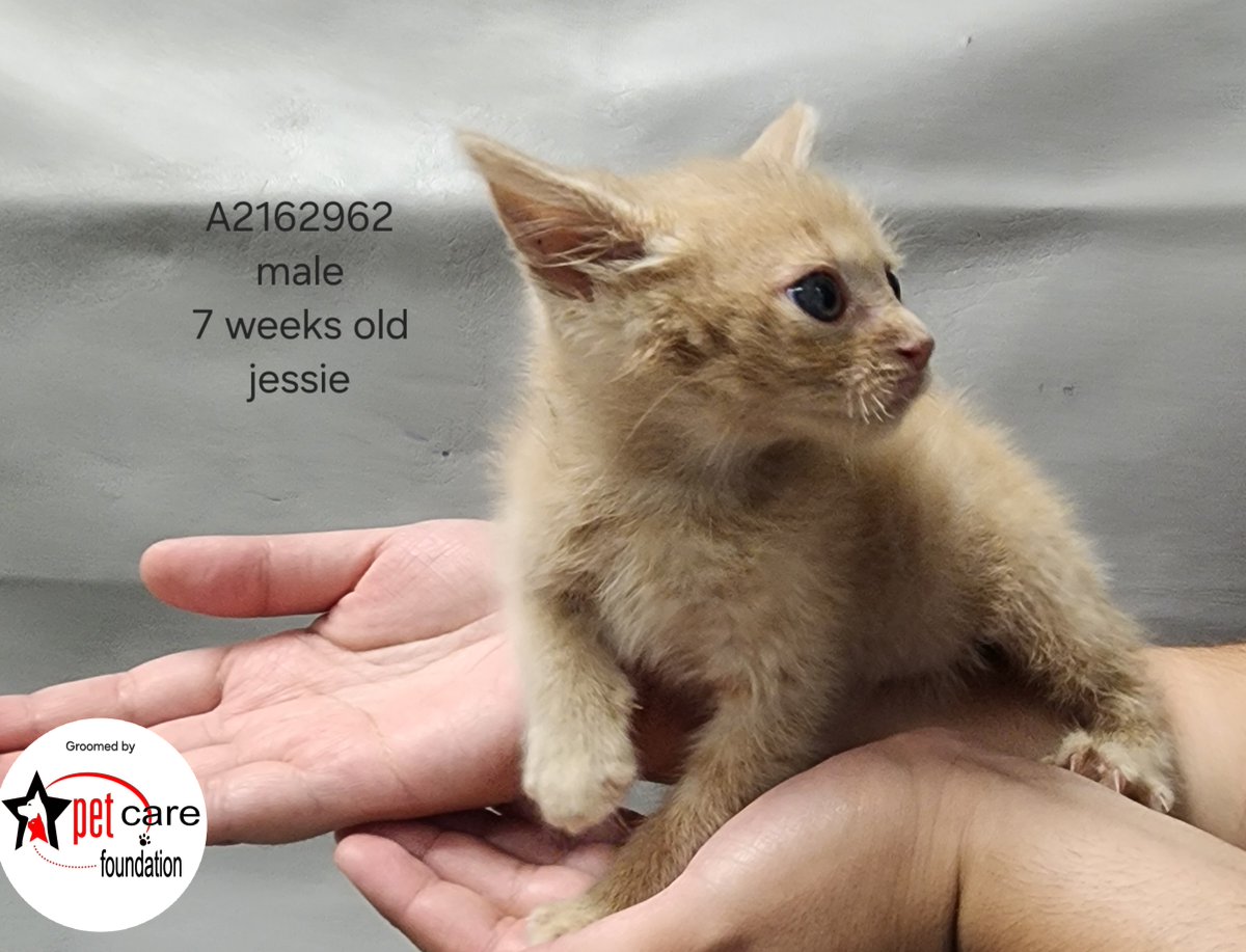 LACityPets's tweet photo. We're celebrating #CATober all week long, and thanks to the Pet Care Foundation, our cats and kittens are groomed and ready to go home with you! ๐ฑ Visit our West LA Center today to meet your new best friend! #lacitypets #adopt #foster #catsofLA #cats #losangeles https://t.co/toCHxFI0aF