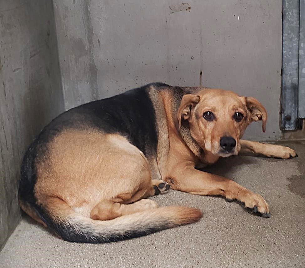 TomJumboGrumbo's tweet photo. Her family foreclosed on their house and left Daisy #A571635 to starve. Their neighbor helped for a short time, but stated they could no longer afford to feed her. She's so scared, located in San Bernardino CA and is now listed TBK. Four years old and after arriving Oct 7, she's past her deadline. Please let's do all we can to help her. Repost/share and pledge if you're able, email keitholbermanndogs@gmail.com if you can help her. Thank you.
https://t.co/r5SzuFJaAV
https://t.co/Qxyhvpzg8O