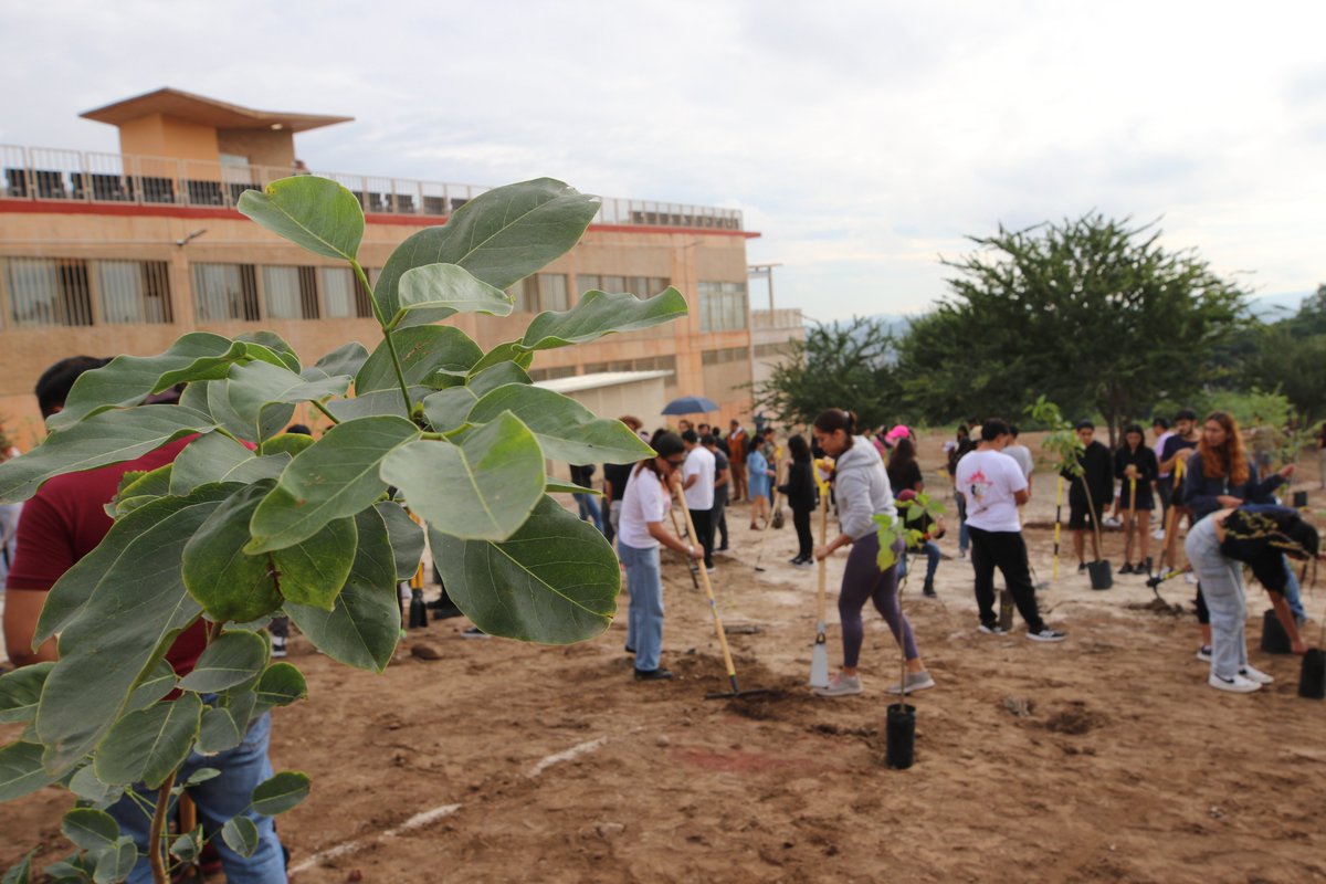 Inician jornadas de reforestación en <a href="/CUTlaque_Udeg/">CUTlaquepaque</a>. 🌳

💻📲➡️ udg.mx/es/noticia/ini…