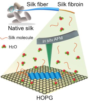 Researchers combine graphene &amp; silk for advanced microelectronics, wearables &amp; next-gen computing applications
They developed a uniform two-dimensional layer of silk protein fragments, or fibroins, on graphene

graphene-info.com/researchers-co…

#graphene <a href="/PNNLab/">Pacific Northwest National Laboratory</a> <a href="/UW/">University of Washington</a> <a href="/BerkeleyLab/">Berkeley Lab</a> <a href="/NCState/">NC State University</a>