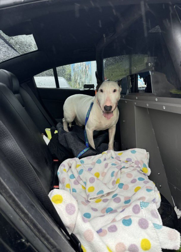 nicksortor's tweet image. UPDATE: The Florida troopers who rescued the dog tied to a fence brought the pup to a vet, where he received a clean bill of health.

This is great news! 🙂

And he looks very happy!

GREAT WORK @FHPTampa!