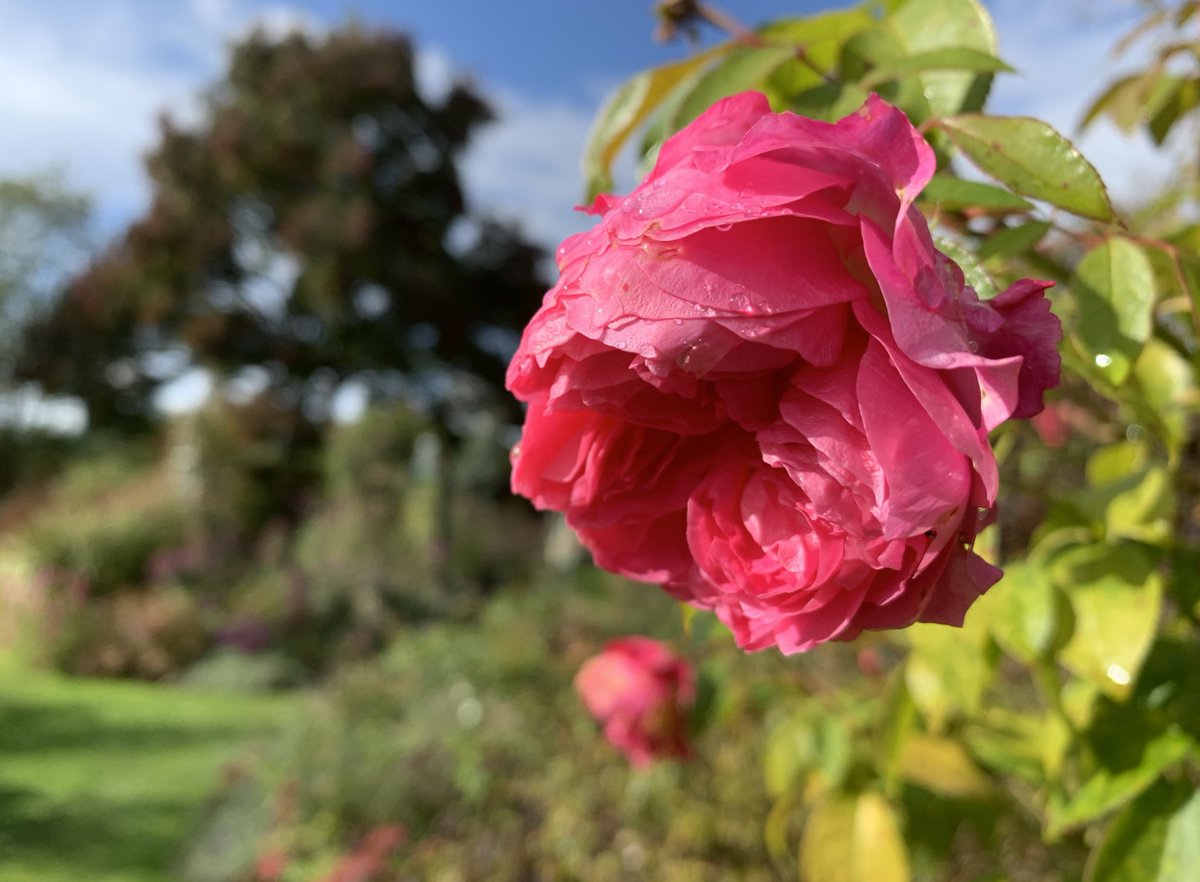Autumn colour #RoseWednesday