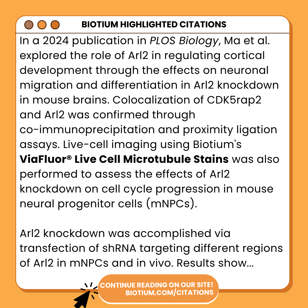 biotium's tweet photo. Read how our ViaFluor® Live Cell #Microtubule Stains was utilized in this #publication from PLOS Biology!

https://t.co/7av0WxvZRS

#sciencearticle #scienceread #sciencepublication #sciencecompany #plosbiology #fremontca #arl2 #neurodevelopmentalresearch #sciencefeature https://t.co/Ah5Ey3nWjt