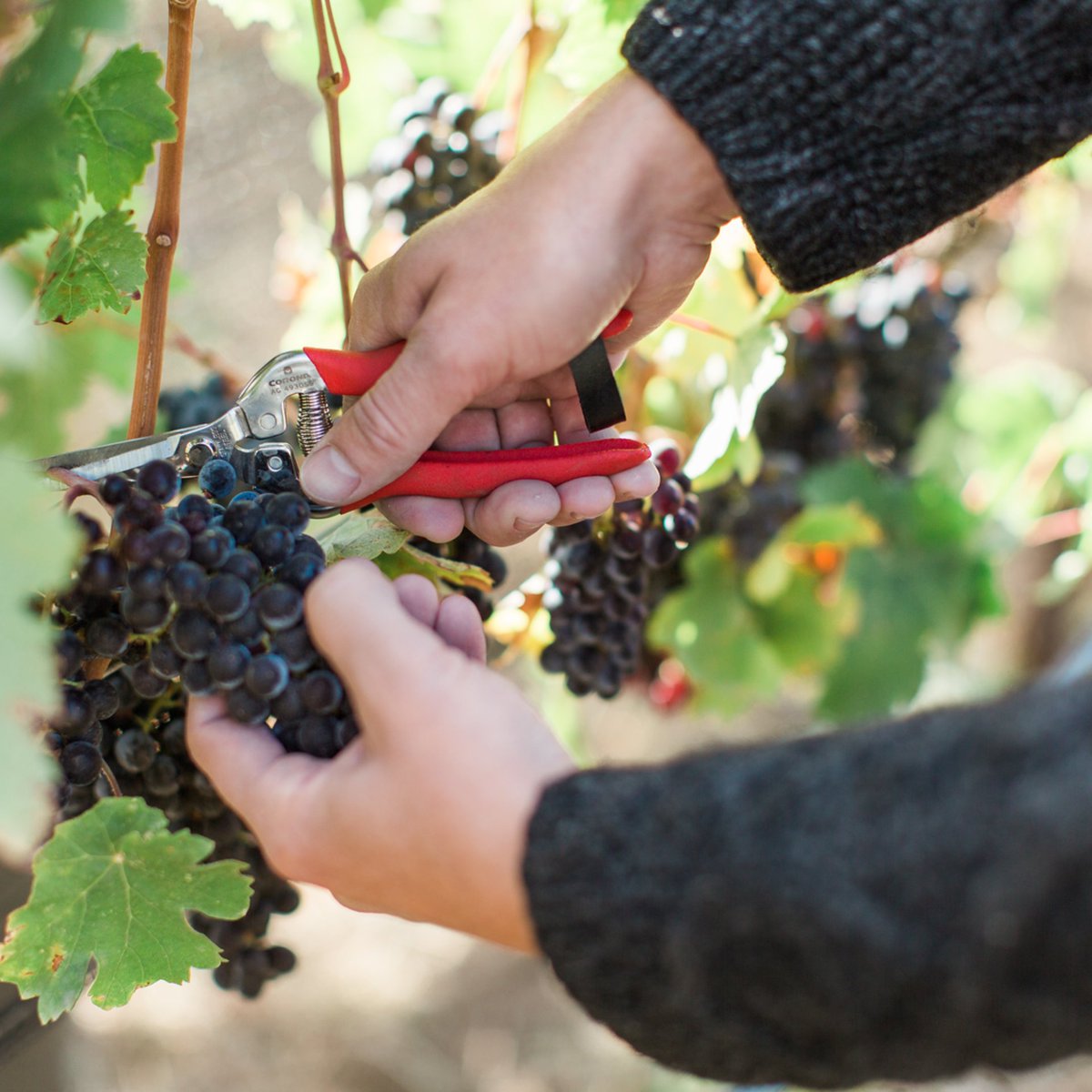 Wines of British Columbia (BC VQA) tweet media
