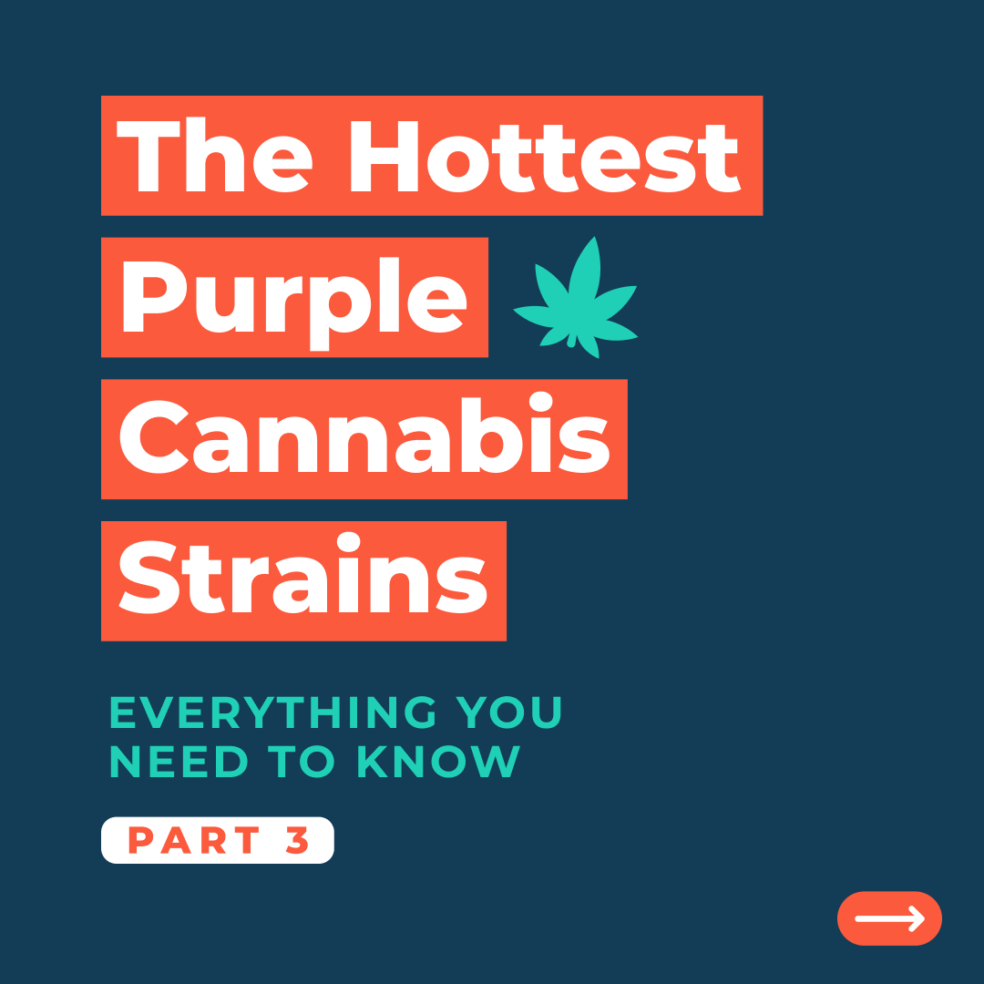 kayapush's tweet image. Have you heard of a Granddaddy Purple?! 🤔 We were surprised by the name when we first heard about it. Get the full details of what it is, and how it can affect your body.

 #WellnessWednesday #KayaPush
