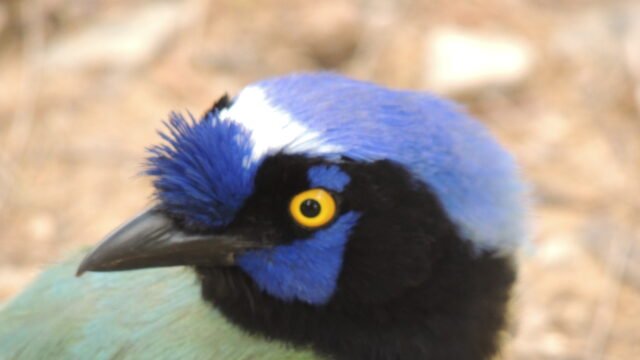 ¡Esa fue el ave que vi!
tierraviva.org/esa-fue-el-ave…