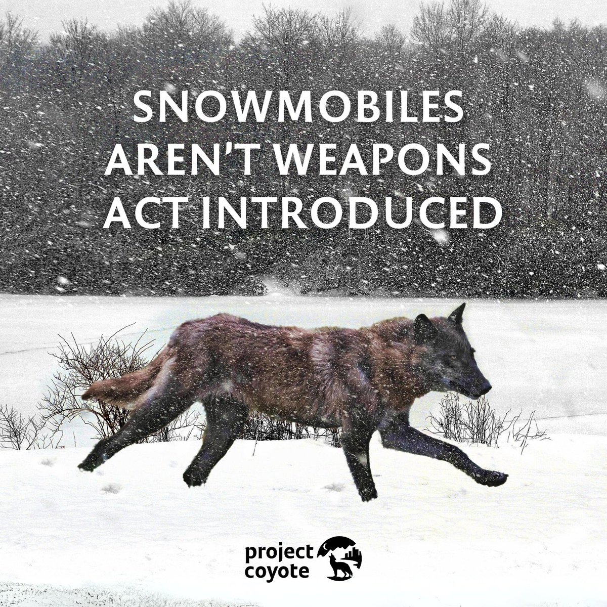 Following outrage over the killing of a wolf in Daniel, WY, Congress is introducing the bipartisan Snowmobiles Aren’t Weapons (SAW) Act. This would ban the use of snowmobiles to chase down wolves &amp; other carnivores on federal lands, a practice opposed by over 80% of the public.