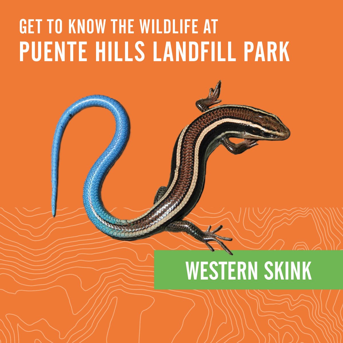 Did you know? The Western Skink (and its local subspecies the Coronado Skink) have blue tails until adulthood!

When threatened, western skinks can “lose” their tail, which falls off and moves by itself to distract predators while the skink escapes.

#PHLP #LACountyParks