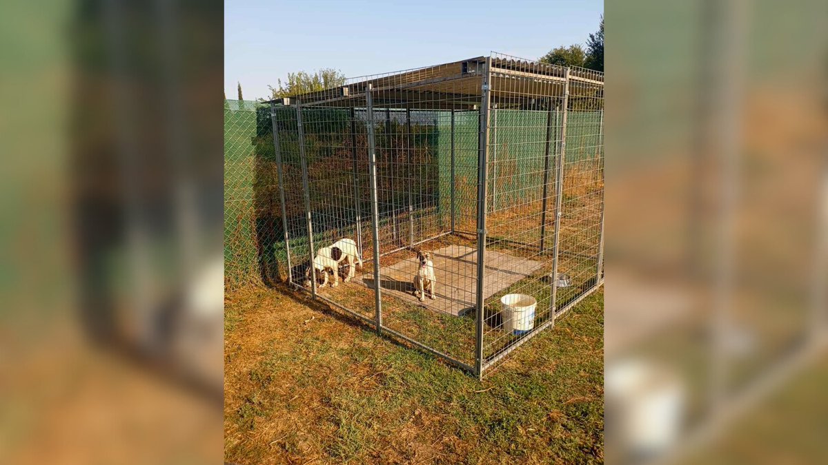 Network4Animals's tweet photo. #Greeceflood update: Thanks to YOU, the #EviThanouShelter's new enclosures are complete! Only through your continued support can we leap into action when crisis strikes.
Thank you for helping us make such an amazing difference for animals in desperate need.
#NFAUpdates https://t.co/PmmfNVeN7G