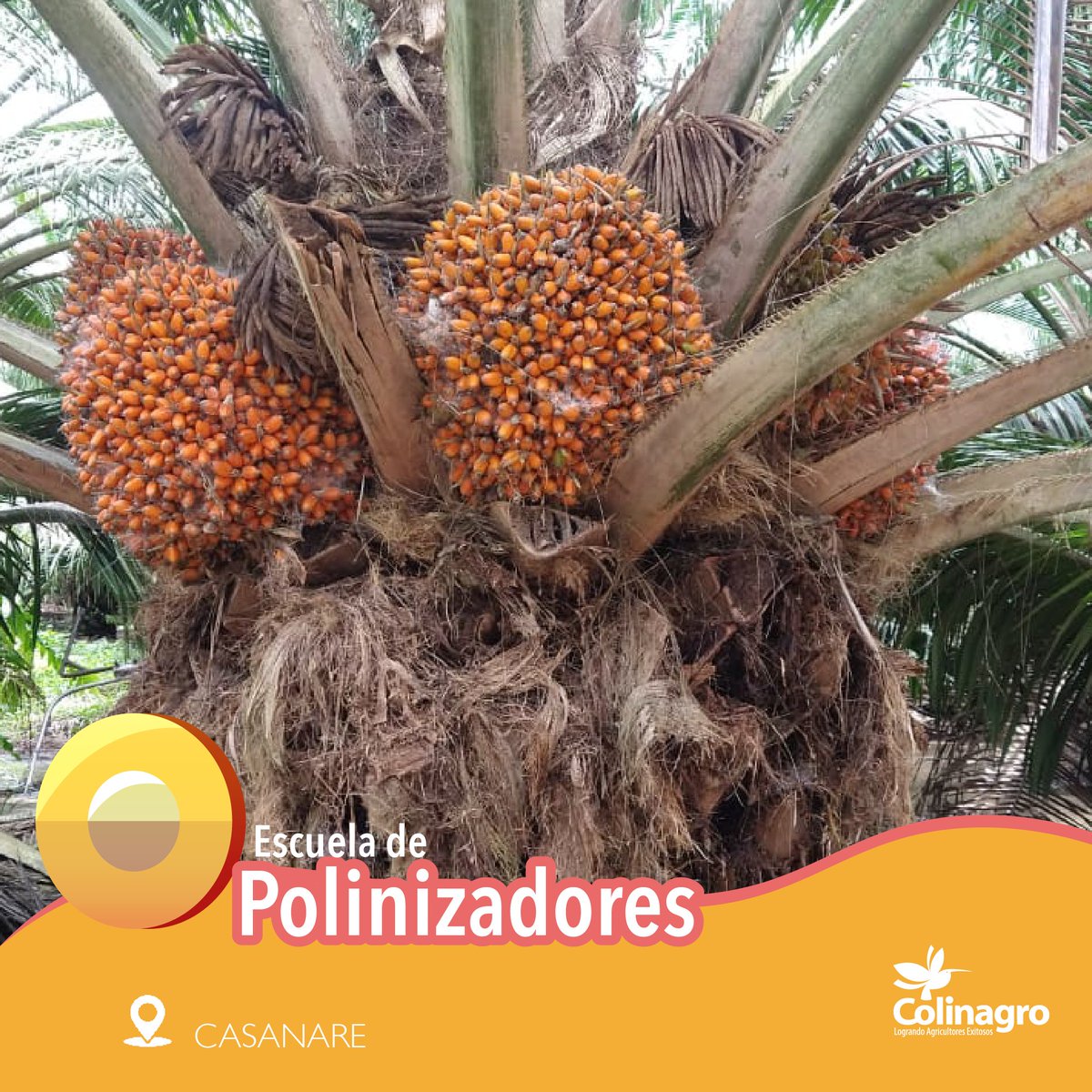 Colinagro_Col's tweet photo. La Escuela de polizanadores de Colinagro sigue recorriendo plantaciones en todo Colombia. Esta semana nuestra líder de Palma de Aceite, 👩‍🌾la Ing. Judith Castillo llegó a Agroindustrial de Palma Aceitera, plantación que cuenta con 5200 has, en el departamento de Casanare🌴. https://t.co/ex6DW89gaT