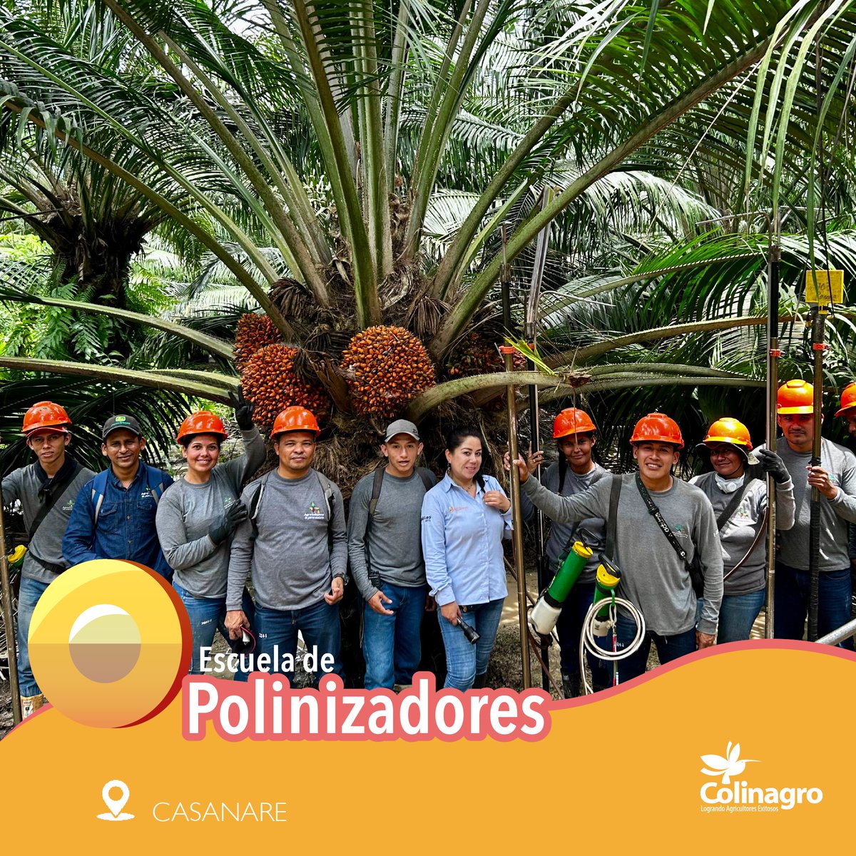 Colinagro_Col's tweet photo. La Escuela de polizanadores de Colinagro sigue recorriendo plantaciones en todo Colombia. Esta semana nuestra líder de Palma de Aceite, 👩‍🌾la Ing. Judith Castillo llegó a Agroindustrial de Palma Aceitera, plantación que cuenta con 5200 has, en el departamento de Casanare🌴. https://t.co/ex6DW89gaT