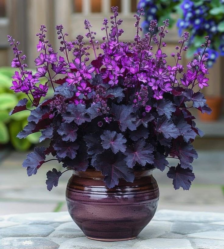 pretty shades of purple.