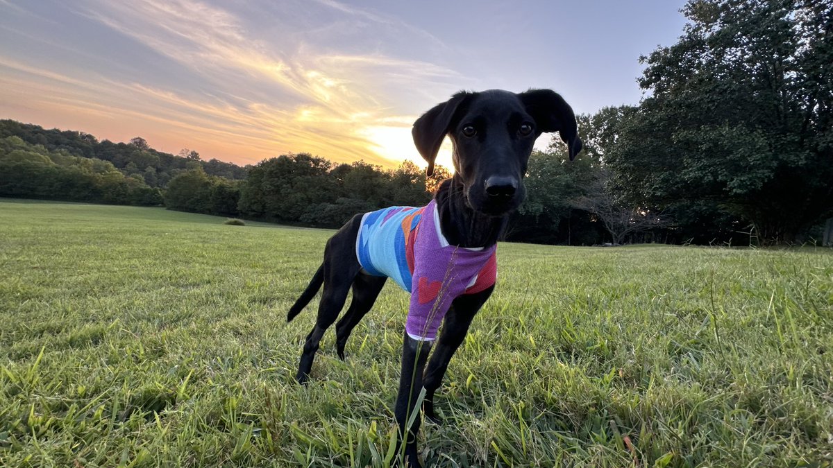 It’s been a long road, but “Milley” made it!!! Life is Precious &amp; Love Wins!!!
💕
#everylifematters #aplacetobark #rescuedismyfavoritebreed #miracles #lovechangeseverything