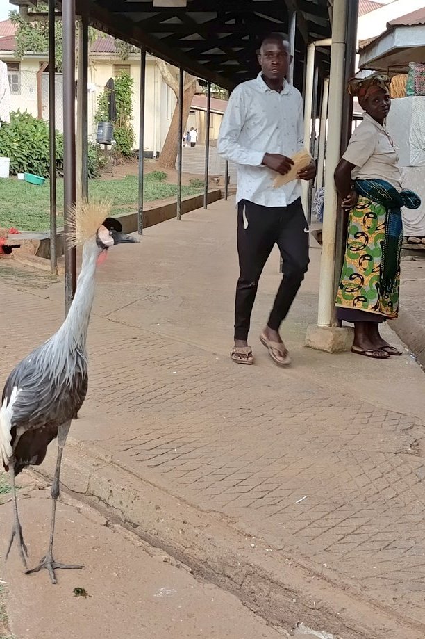 MbararaHospital's tweet photo. In our bustling grounds, a regal crested crane makes her daily rounds with smiles.Her elegant neck, a sight to behold,connects with our heart &amp; inspires pride &amp; unity. Worth embracing the beauty&amp; resilience that makes our nation thrive.@gamc_d @MinofHealthUG
#HappyIndependenceUg https://t.co/ggvtVfhHVm