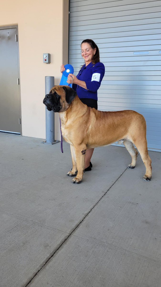 dustinrhodes's tweet photo. He is getting so big!! I love my boy! #OdysseusTheFaithful #Beast #ImpeccableMastiffs @akcdoglovers https://t.co/DZasTFq2uE