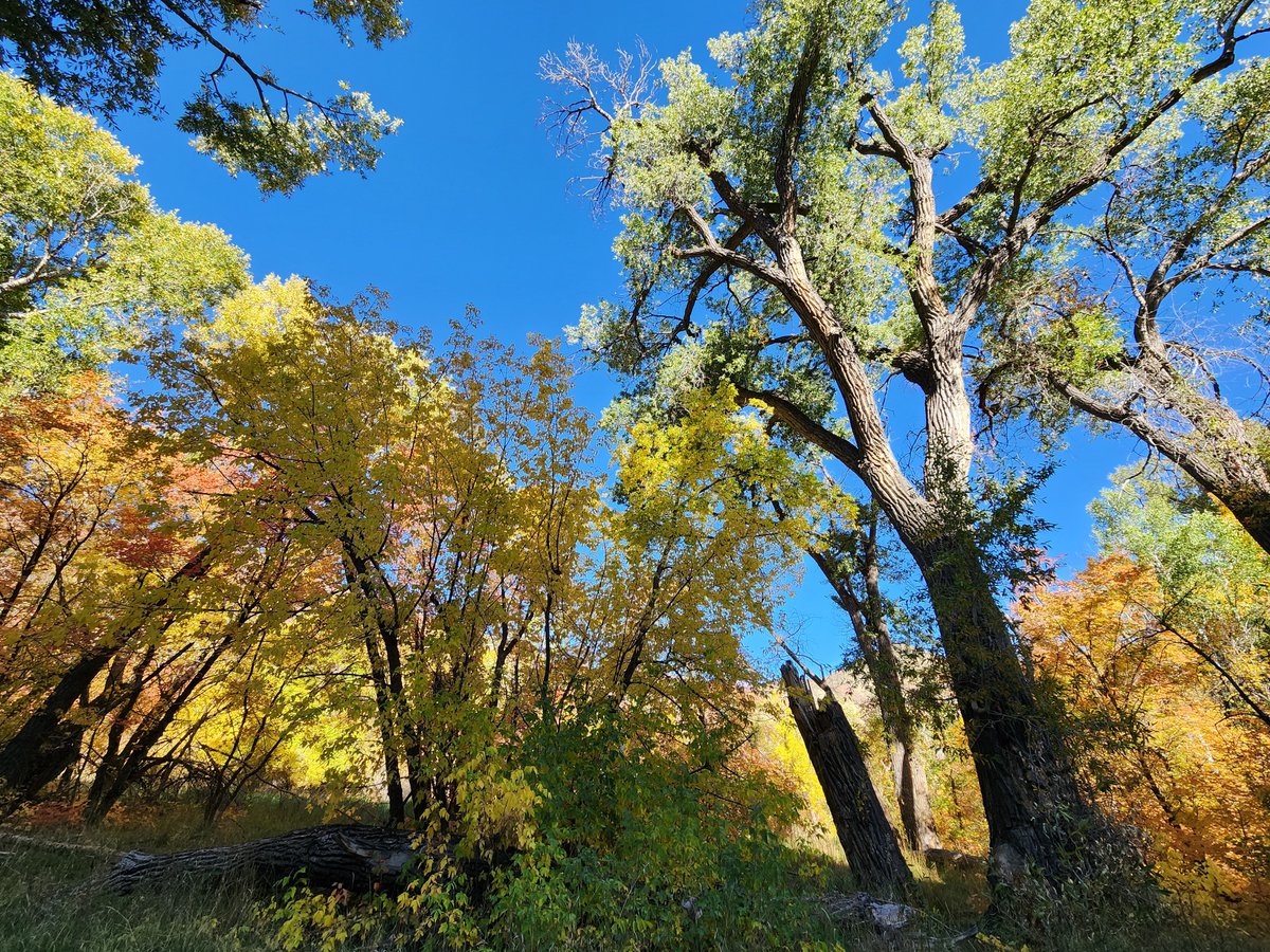 MehHaikus's tweet photo. Big Springs Hollow #9
“One Oak”

Two tall oaks,
only one still stands,
by the stump.

#Haiku #Poetry #3lines #Hiking #BigSpringsHollow https://t.co/XTTbFdtu8Z
