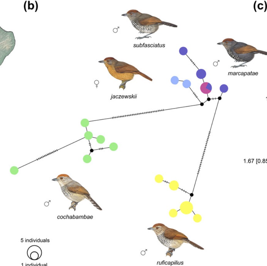 J. of Avian Biology tweet media
