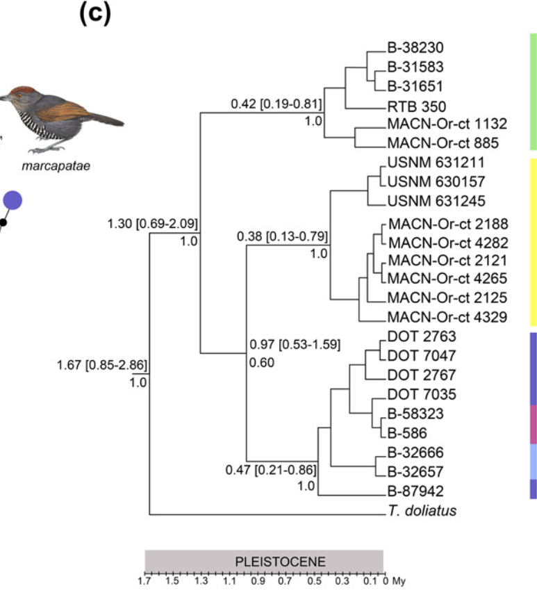 J. of Avian Biology tweet media