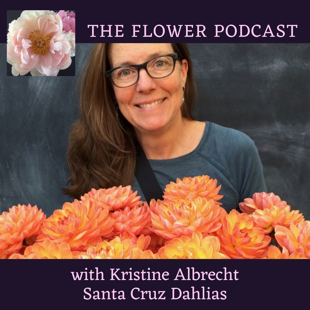 PodcastFlower's tweet photo. Ready to talk Dahlias? We're are airing my chat with  Kristine Albrecht of @santacruzdahlias. Known for her award winning dahlia hybrids and her book, Dahlia Breeding for the Farmer-Florist and the Home Gardener, Kristine is sharing her flower journey. https://t.co/znviYqXnix