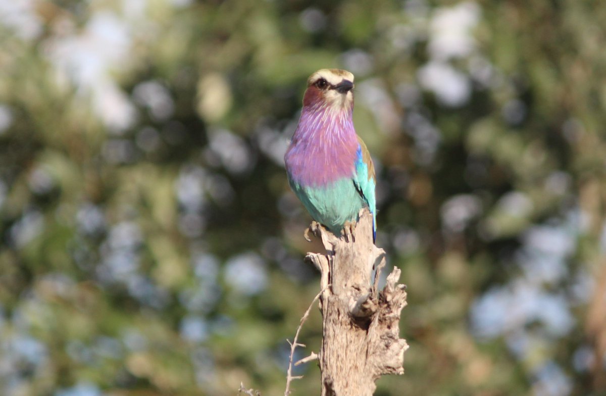 MikeKhan9's tweet photo. @indian_pitta This Lilac Breasted Roller was photographed in Botswana on a Canon Eos 700D with a 150-300mm Canon lens https://t.co/Ype4miMPQa
