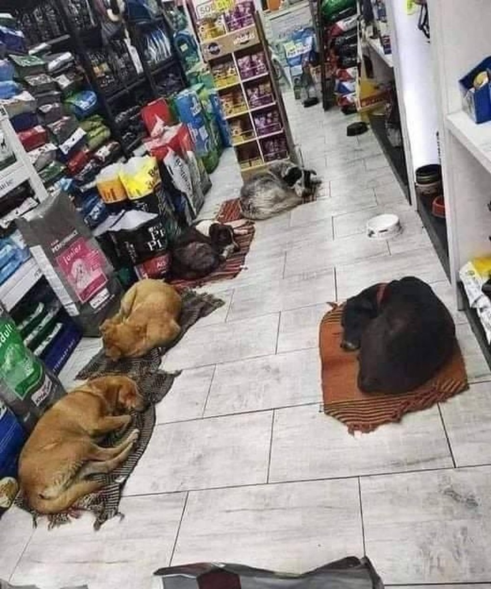 Dalbodog's tweet image. "The owner in this shop allows stray dogs to come in when it is dark so that they can spend the nights safely .. he put blankets to cover the cold tiles so everyone has a comfortable bed .. such initiatives must be shared! ❤️