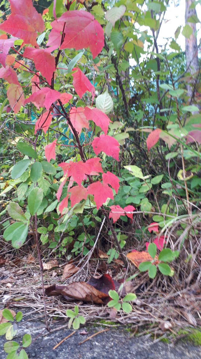 wwwnm13's tweet photo. おはようございます。 https://t.co/X4XMoIxlFj