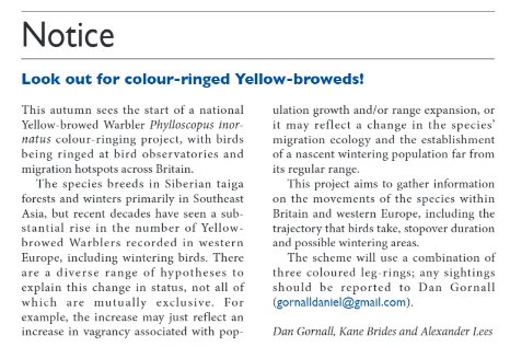 Yellow-browed Warbler trapped and ringed in Millcombe this morning. This becomes the first bird to be colour-marked on Lundy as part of the national project <a href="/BirdGuides/">BirdGuides</a>