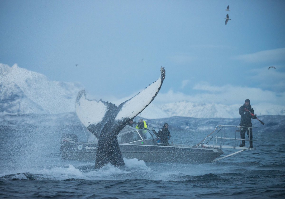 Emma Vogel tweet media