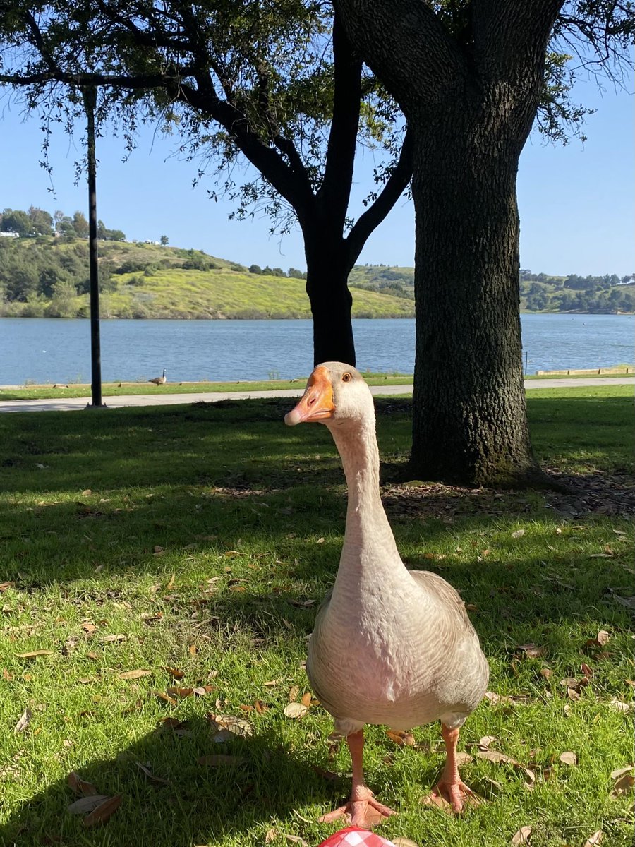 Samcersxa's tweet image. Capturing moments of tranquility in this Griffith Park🌤🫧