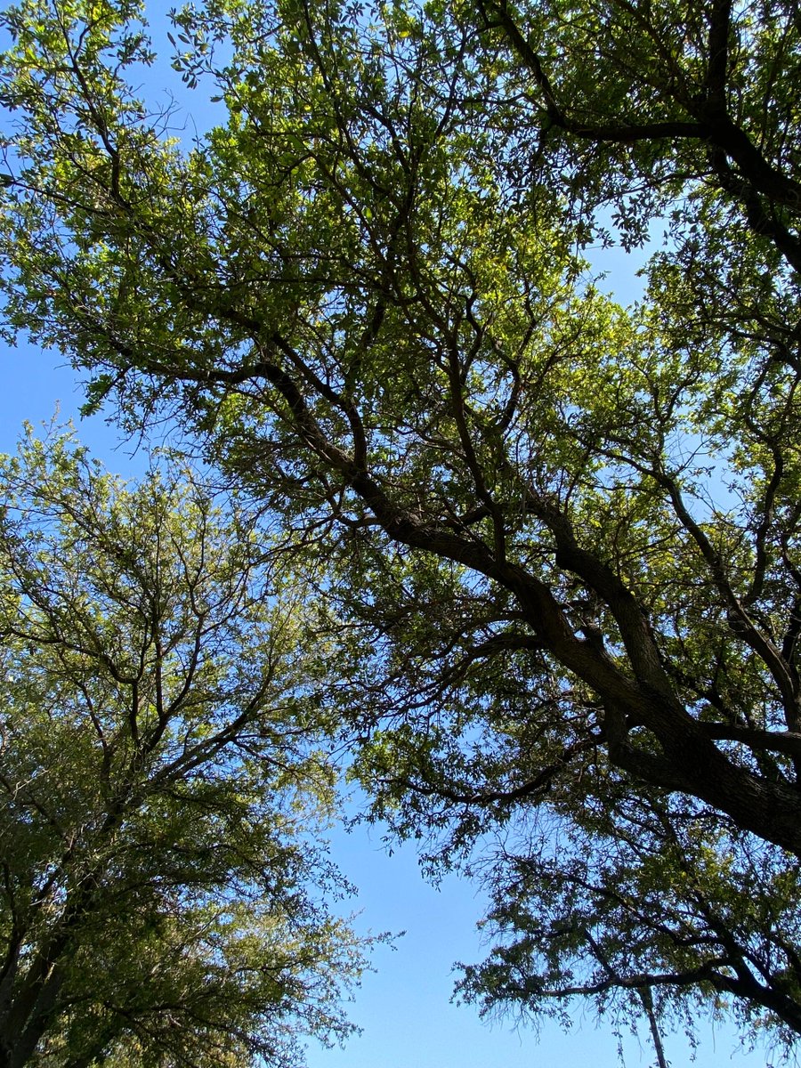 Samcersxa's tweet image. Capturing moments of tranquility in this Griffith Park🌤🫧