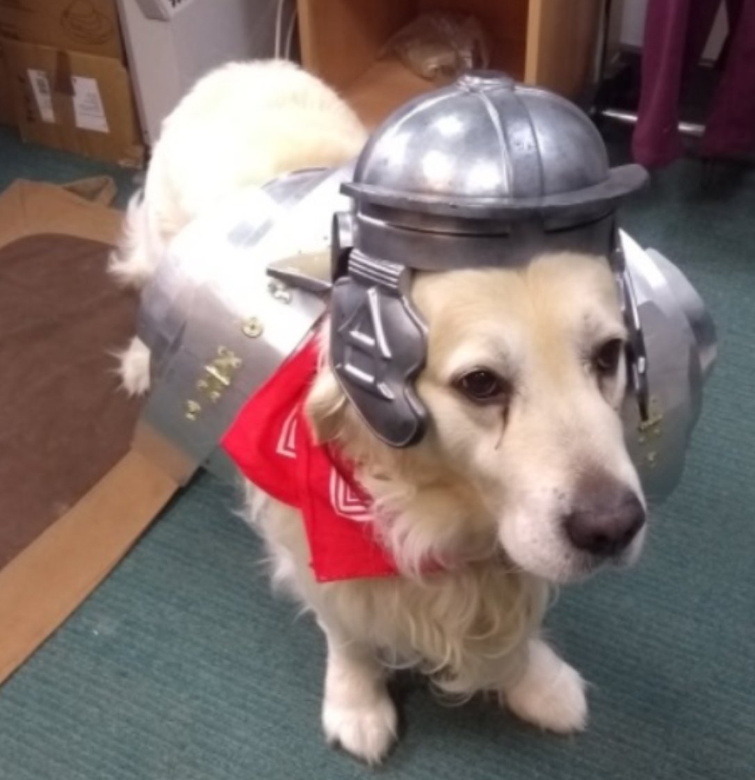 Fishbourne Roman Palace tweet media