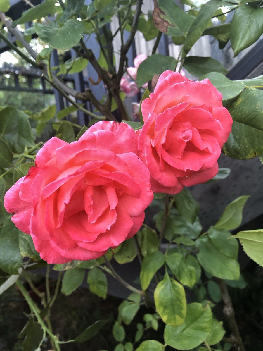 The two of them 💖
#gardening #roses