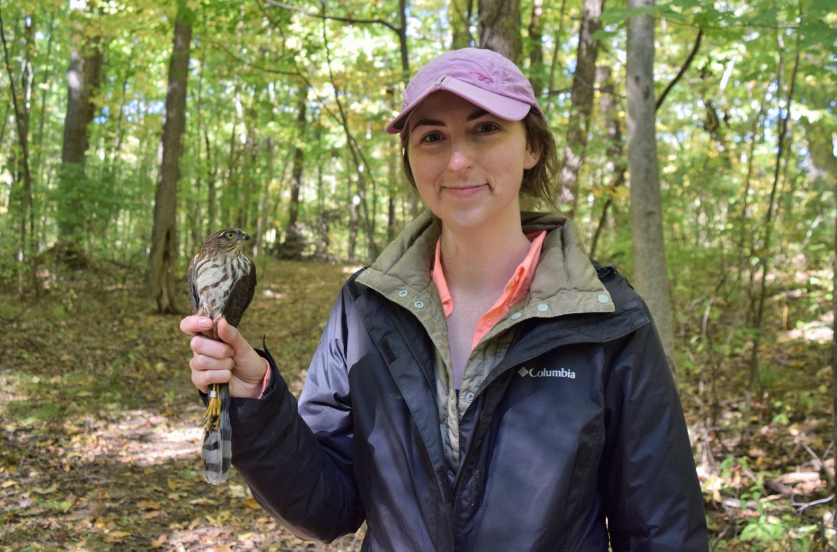 smitholiviam's tweet photo. Today I got to hold a Sharp-shinned Hawk. Not a bad day! https://t.co/NRThgGDODa