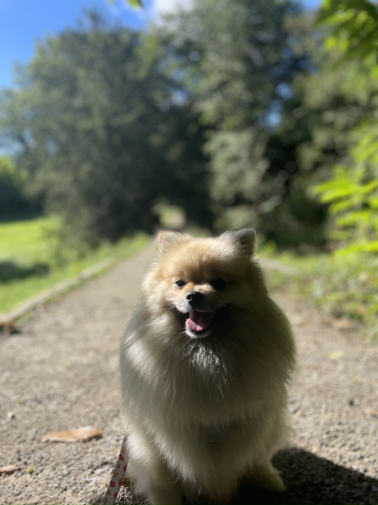 Piglet_TheLast's tweet image. Dimple's in 🤣🤣🤣I think Dimple is gonna be #TeamDimple 🤣🤣