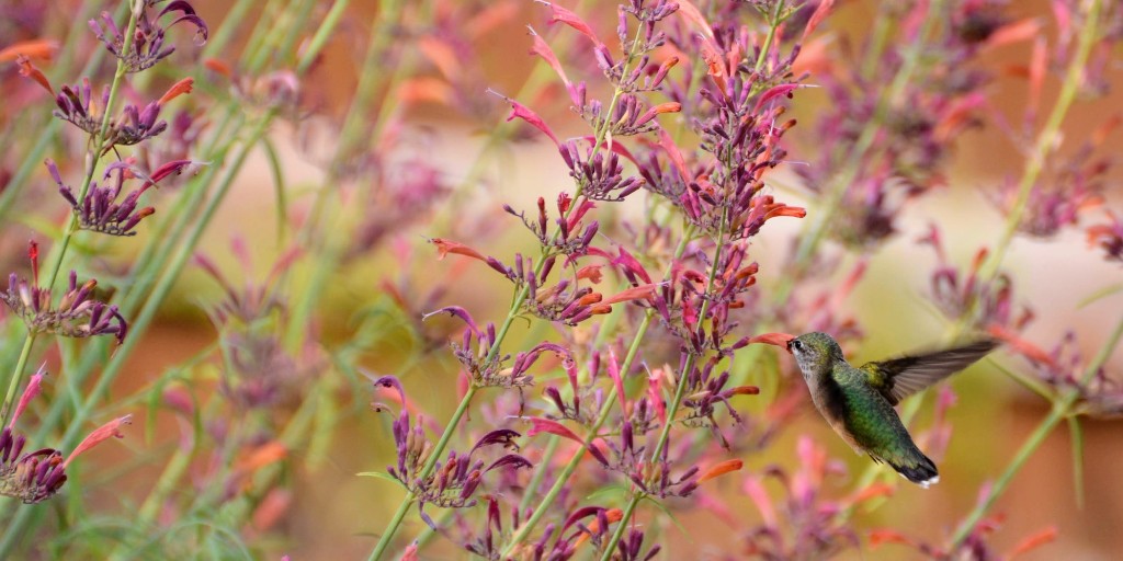 Does your garden provide safe food, water, and sanctuary for hummingbirds? 

Certify your garden as a Hummingbird Haven! We're proud sponsors of the @International Hummingbird Society’s new Certified Hummingbird Haven Program. 
Learn more: ow.ly/14pn50TCzbn