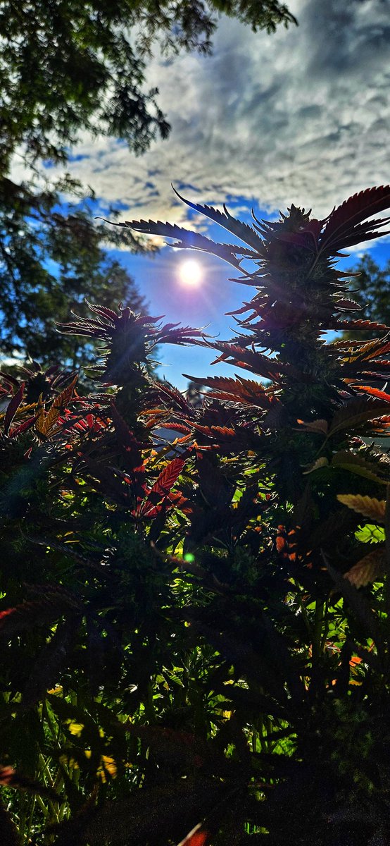 GrowinNY's tweet photo. 53° and some ☀️☀️☀️
#growyourown https://t.co/5pF6O3F6Bl