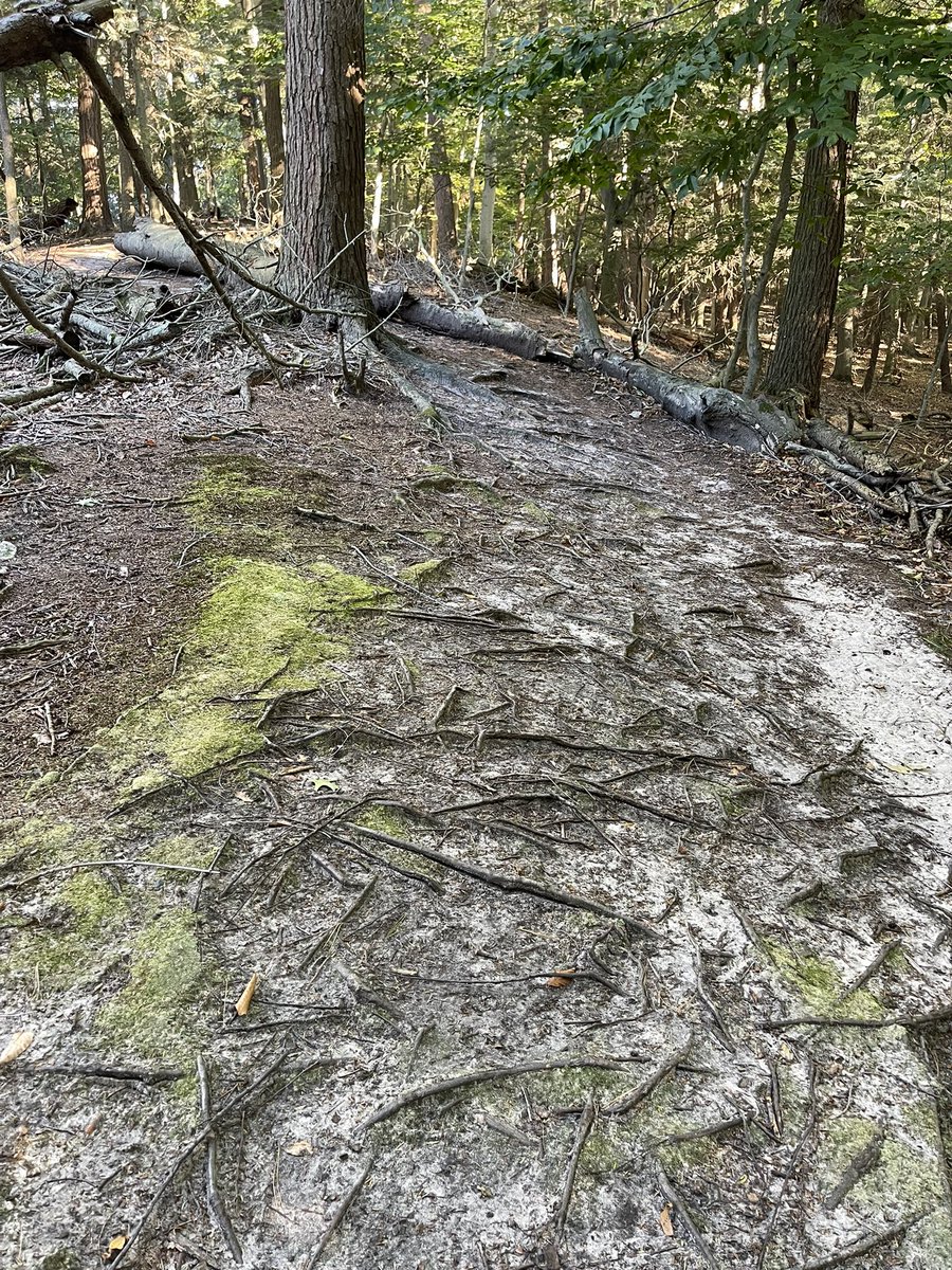 karrie_joy's tweet photo. I love going in to town to run the dune trails…I can stop at my most favorite spot in town! ☀️🌊
My running tip, if you need to run slow….find trails, watch your step or the roots will humble you!!! 🏃🏽♀️☀️
#reserved
#timingiseverything
#hellofaview
#chooseyou
#choosehappy https://t.co/lDWVZxJaEx