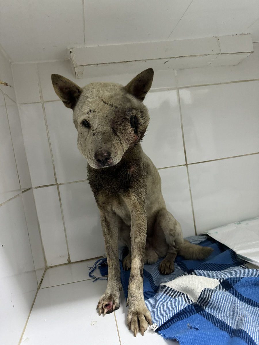 casadoviralata's tweet photo. Ravi no resgate / Ravi hoje esperando ser adotado 

Eles só precisam de UMA chance. Rua não é e nunca será o lugar deles, são animais domésticos e precisam de nós. ADOTE por amor e com responsabilidade pq eles tem sentimentos e são pra sempre em nossas vidas.

Adotar é o caminho. https://t.co/DYnwALiWMG