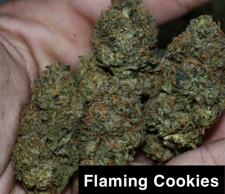 Flaming Cookies 🍬🍬🫐🍊🌲🌲
#weedporn #cannabiscommunity