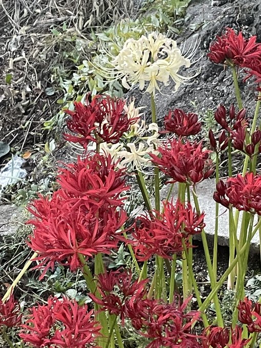 白い彼岸花だ!
白華曼珠沙華って描くとなんかこう
古の少年心を擽られる感じ…
右目が疼く感じ… 