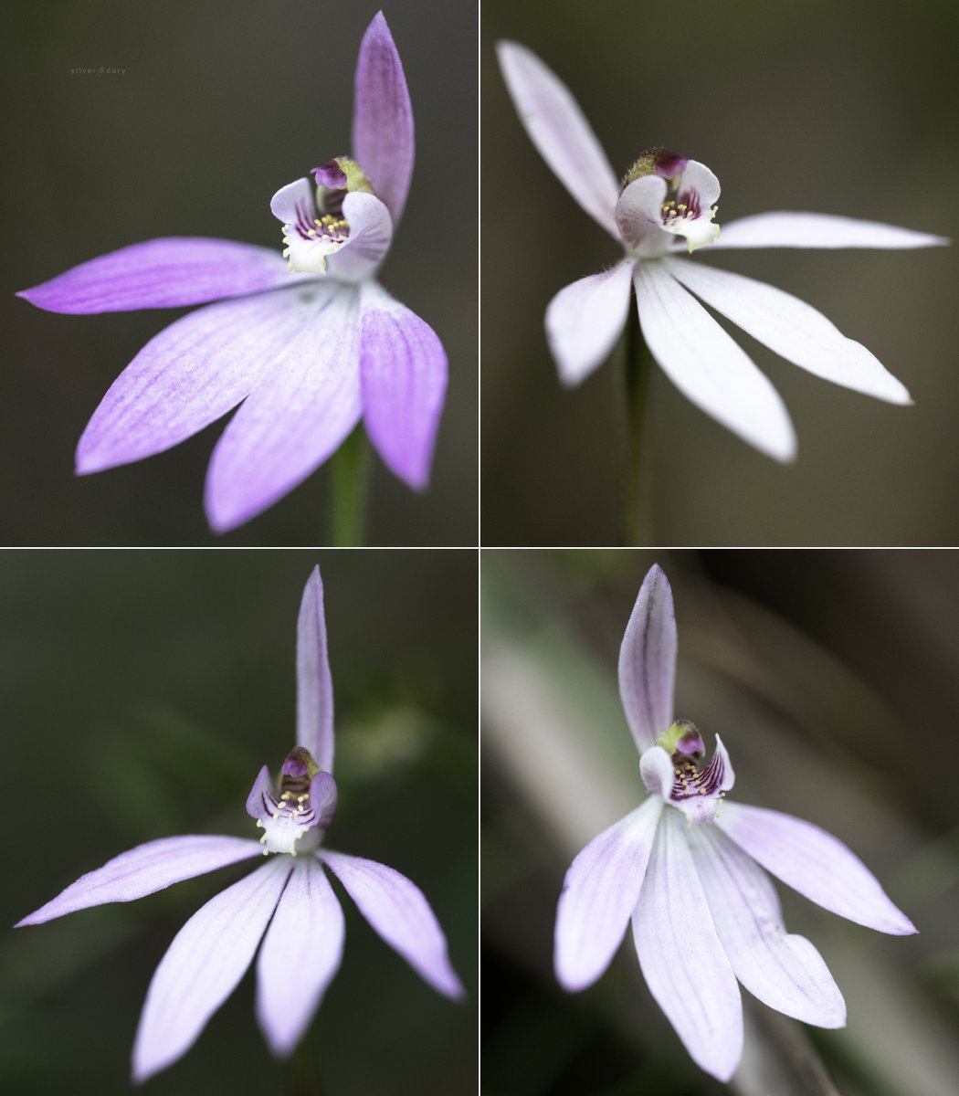Caladenia carnea (pink fingers) variations in light forest near Wonboyn River, NSW. These plants are more uniform in flower size/shape than similar forest populations of this widespread orchid further south in E. Gippsland VIC - also out slightly later. #orchids #ozplants #spring