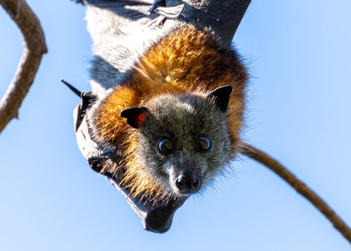 the grey-headed flying fox is one of over 20 bat species that have been documented engaging in homosexual activities!!
BATS ARE GAY AS HELL!!!!! 🏳️‍🌈🏳️‍🌈🏳️‍🌈