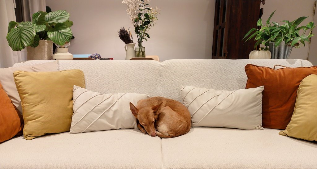 Aquí ya no caben más cojines. 🦊
