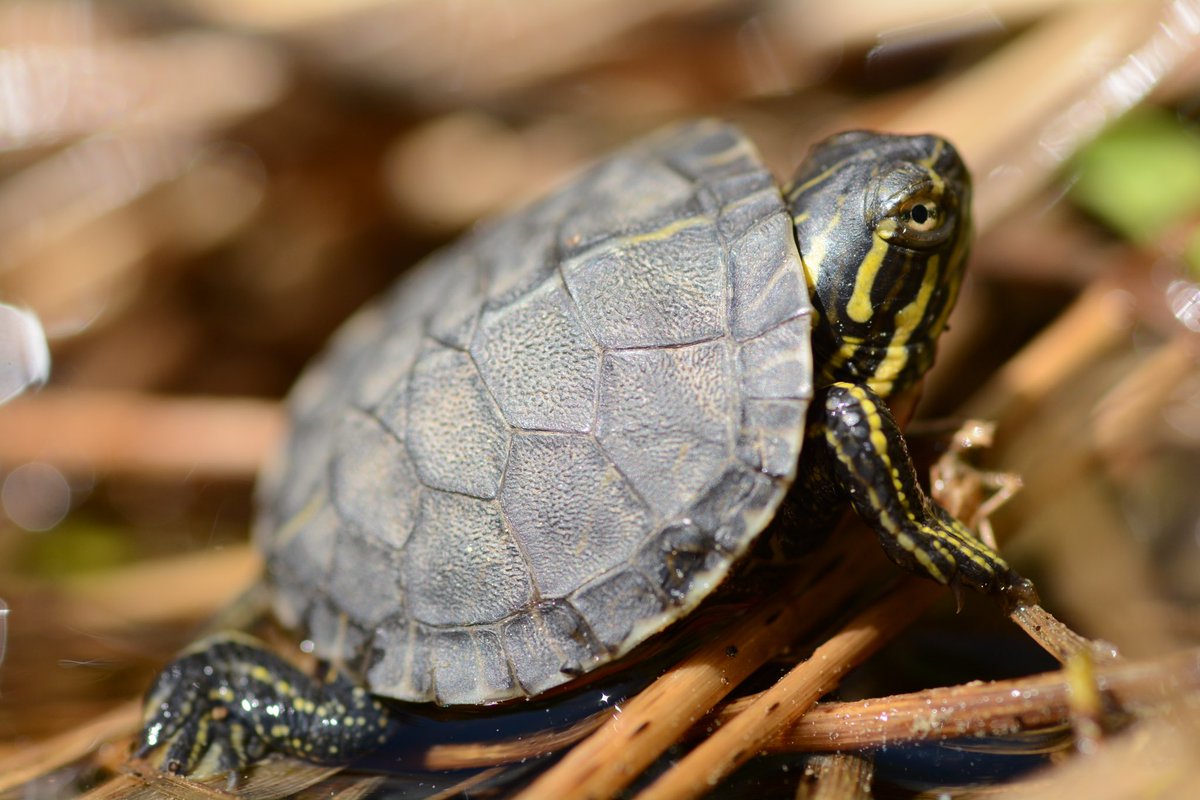 Reminder to cast your vote for our future Co-chair and Advisory Board Members before this Friday, October 11th!. Use this link to submit your vote: forms.gle/KpMjokH3BLqydH….

📸: Painted Turtle (Chrysemys picta) by Melissa Youngquist. #mwparc #conservation #herps