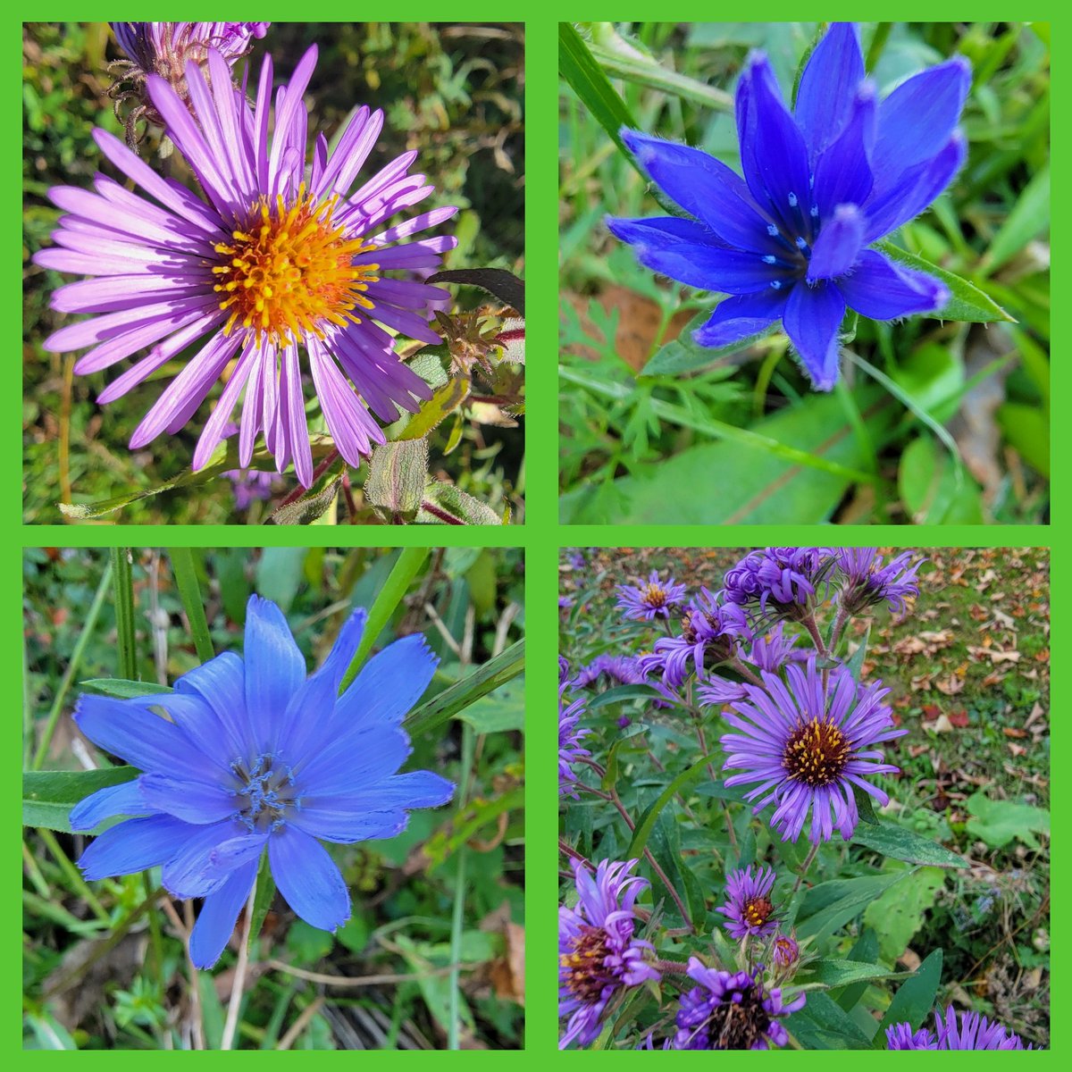 GSn04401's tweet image. Today's #adventureday brought us all out for a late afternoon walk along the Kenduskeag...Fall colors and smells..pretty flowers...happy dogs. Perfect! #getoutside #lifeisgood #mainethings